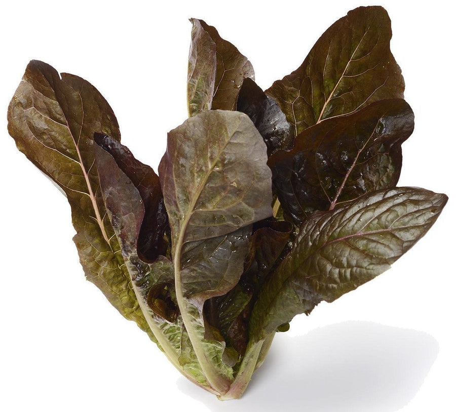 The Living Seed Company Organic Rouge d’Hiver Lettuce Seeds - Lactuca sativa