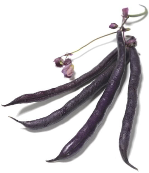 The Living Seed Company Organic Royalty Purple Bush Bean Seeds - Phaseolus vulgaris