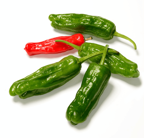 The Living Seed Company Organic Shishito Hot Pepper Seeds - Capsicum annuum