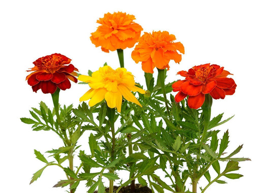 The Living Seed Company Organic Sparky French Marigold Seeds - Tagetes patula