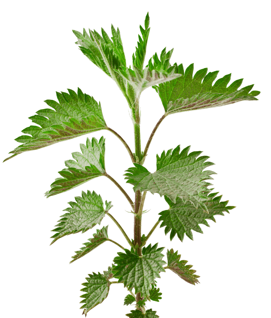 The Living Seed Company Organic Stinging Nettle Seeds - Urtica dioica