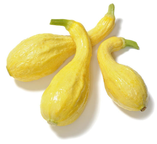 The Living Seed Company Organic Summer Crookneck Squash Seeds - Cucurbita maxima