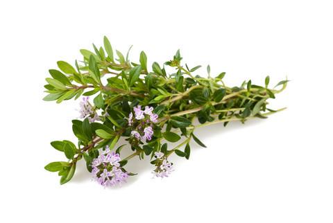The Living Seed Company Summer Savory Seeds - Satureja hortensis