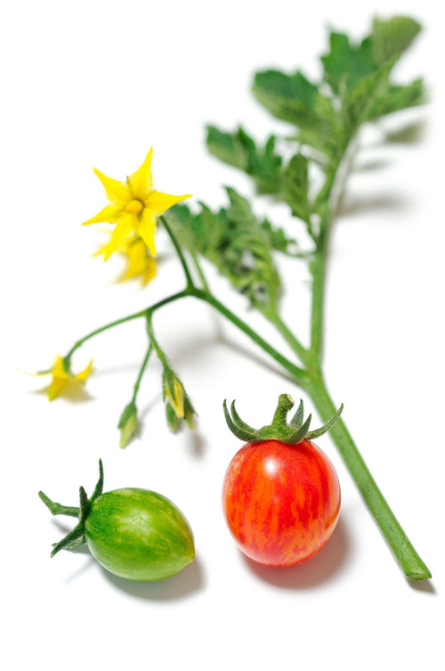 The Living Seed Company Organic Sunrise Bumble Bee Tomato Seeds - Solanum lycopersicum