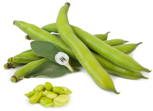 The Living Seed Company Organic Sweet Lorane Fava Bean Seeds - Vicia faba
