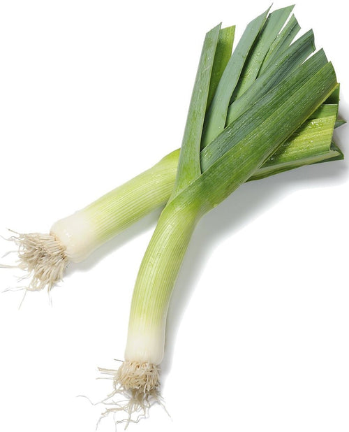 The Living Seed Company Organic Tadorna Leek Seeds - Allium ampeloprasum
