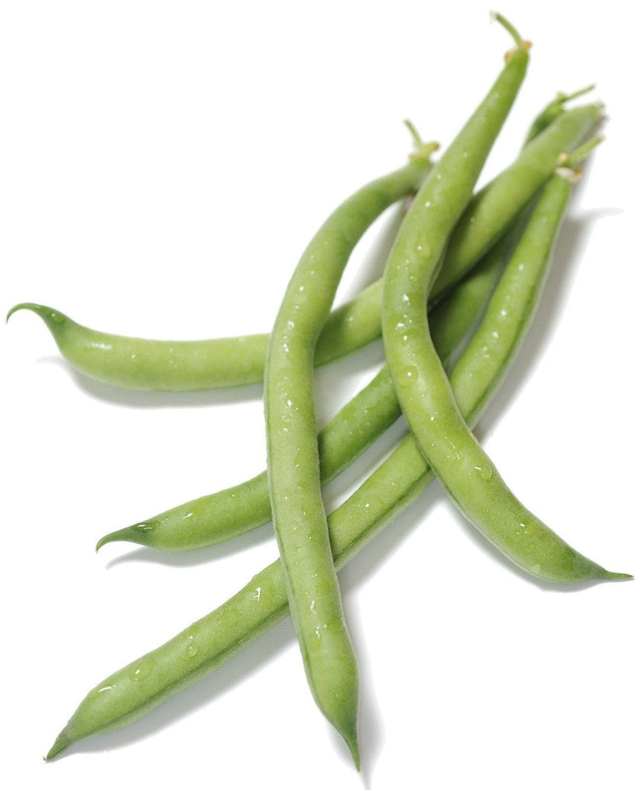 The Living Seed Company Organic Tendergreen Bush Bean Seeds - Phaseolus vulgaris
