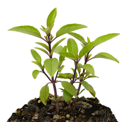 The Living Seed Company Organic Thai Basil Seeds - Ocimum basilicum