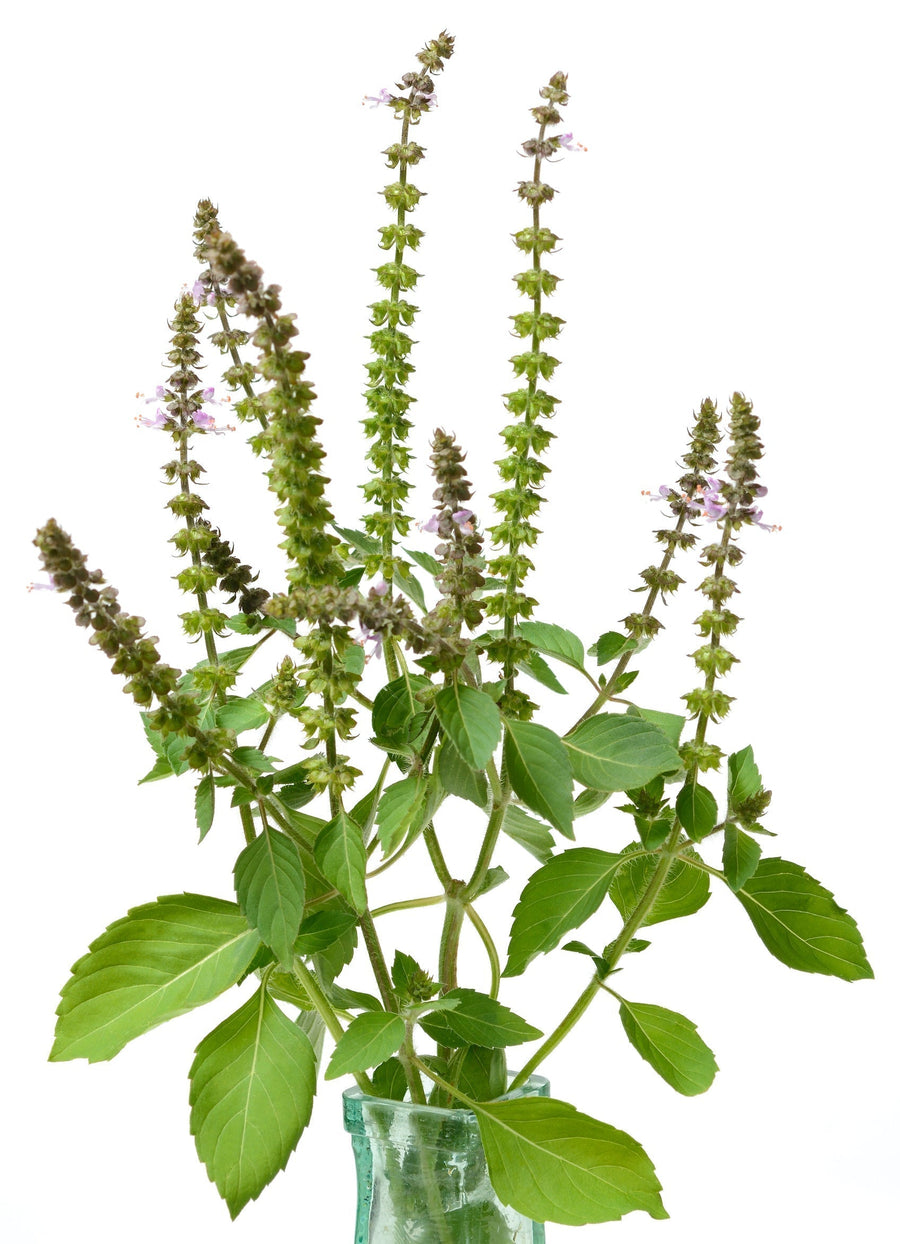 The Living Seed Company Organic Tulsi Seeds - Ocimum gratissimum