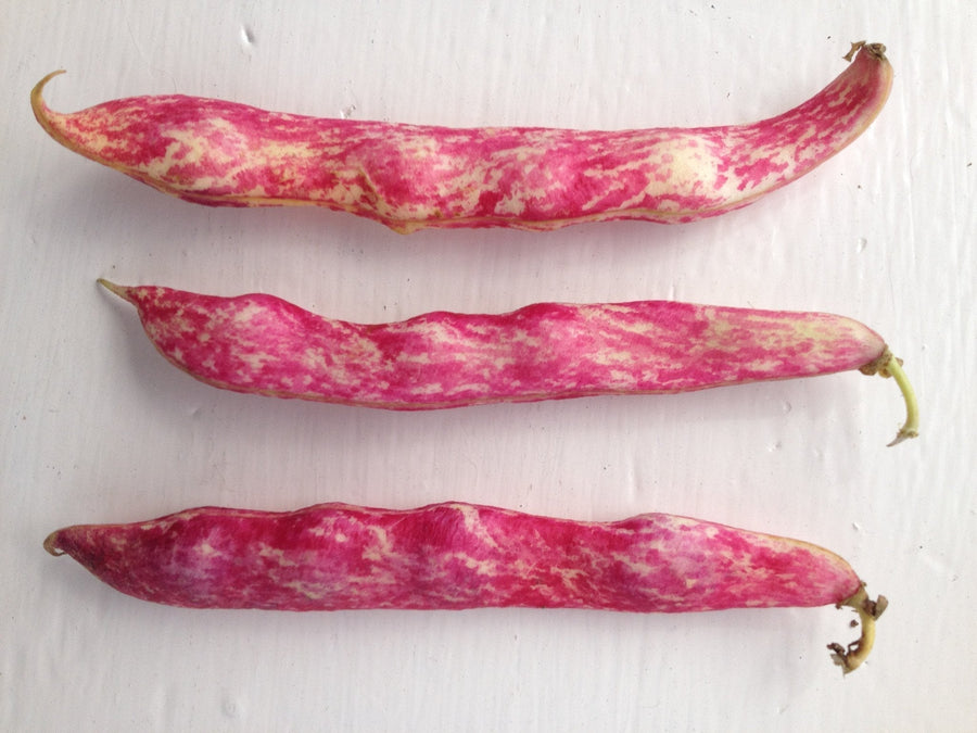 The Living Seed Company Organic Vermont Cranberry Bush Bean Seeds - Phaseolus vulgaris