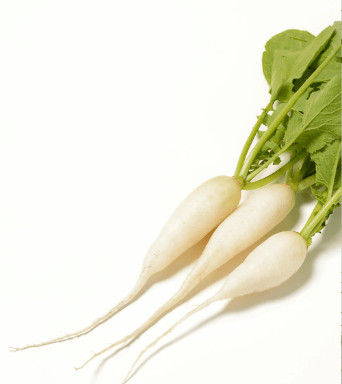 The Living Seed Company Organic White Icicle Radish Seeds - Raphanus sativus