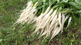 The Living Seed Company Organic White Icicle Radish Seeds - Raphanus sativus, view 2