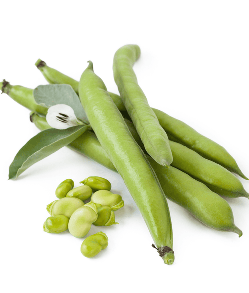 The Living Seed Company Organic Windsor Fava Bean - Vicia faba