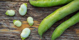 The Living Seed Company Organic Windsor Fava Bean - Vicia faba, view 2