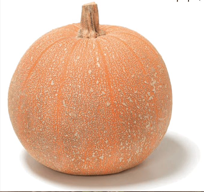 The Living Seed Company Organic Winter Luxury Pumpkin - Cucurbita pepo