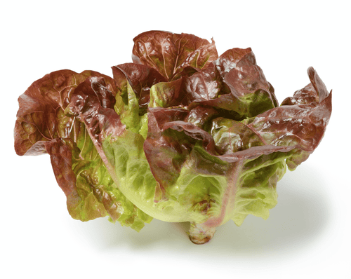 The Living Seed Company Organic Yugoslavian Red Butter Lettuce Seeds - Lactuca sativa