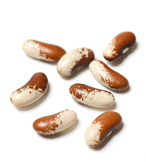 The Living Seed Company Organic Painted Pony Bush Bean Seeds - Phaseolus vulgaris