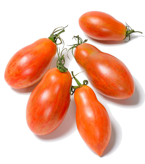 The Living Seed Company Prairie Fire Tomato Seeds - Solanum  lycopersicum