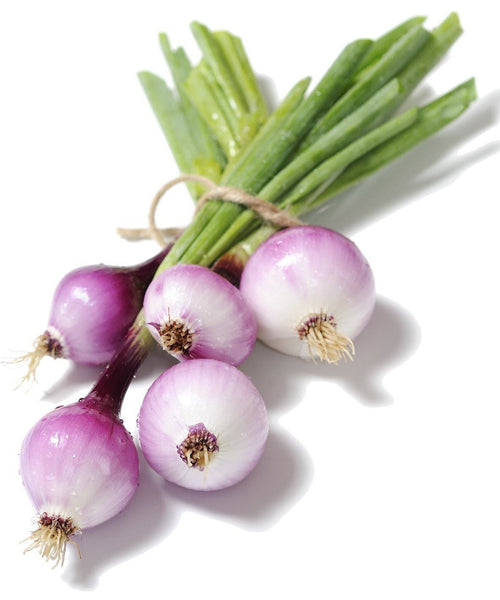 The Living Seed Company Purplette Onion Seeds  - Allium cepa