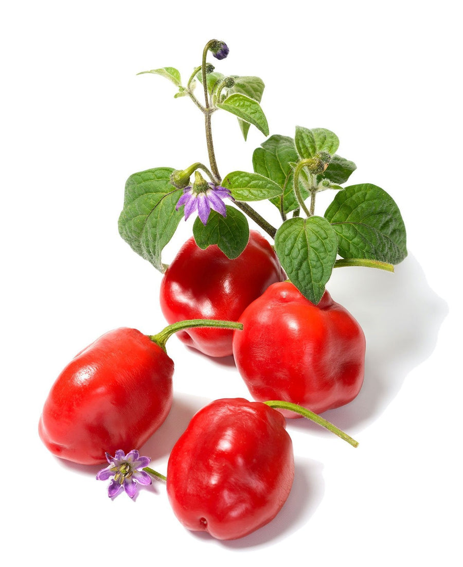 The Living Seed Company Non-GMO Red Rocoto Hot Pepper Seeds(Capsicum pubescens)