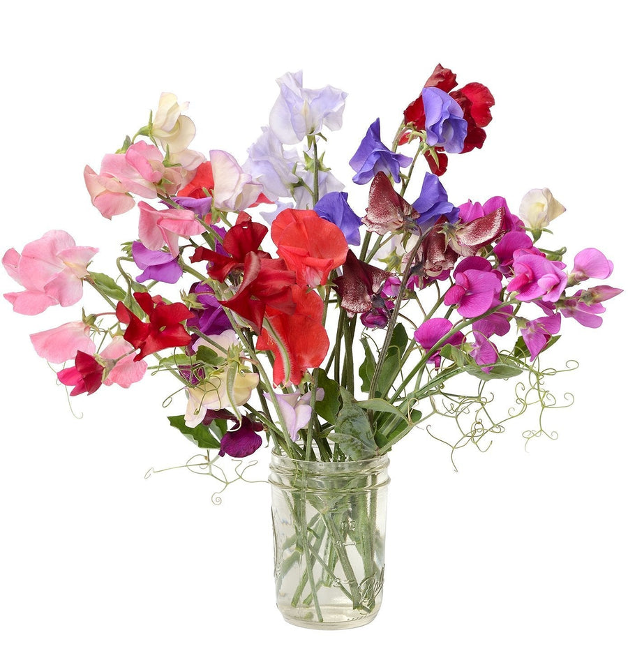 The Living Seed Company Royal Mix Sweet Pea Seeds - Lathyrus odoratus
