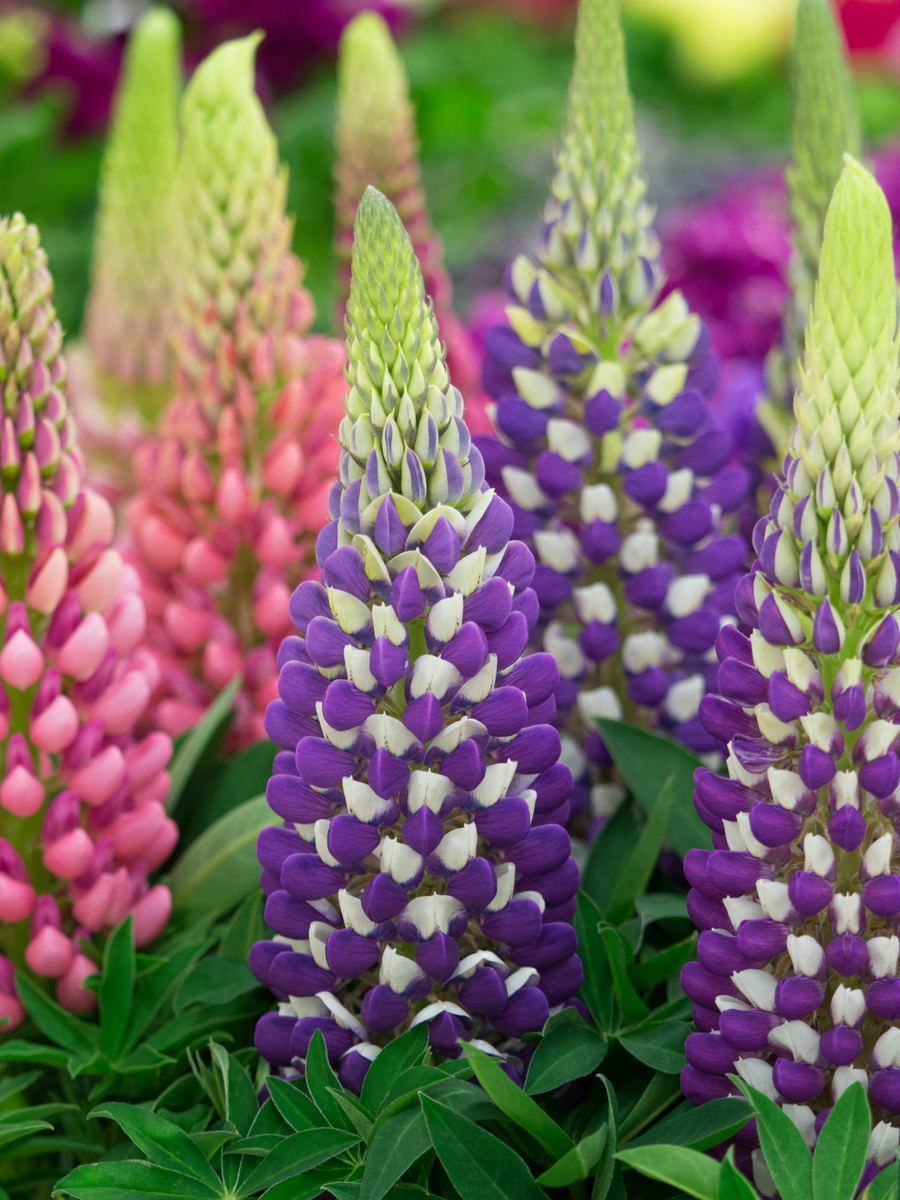 The Living Seed Company Russell Lupine - Lupinus polyphyllus