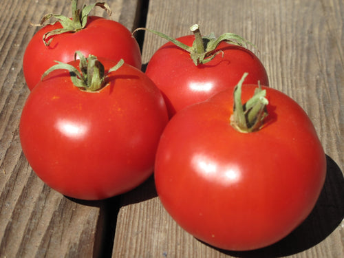 The Living Seed Company Sasha's Altai Tomato - Lycopersicon lycopersicum