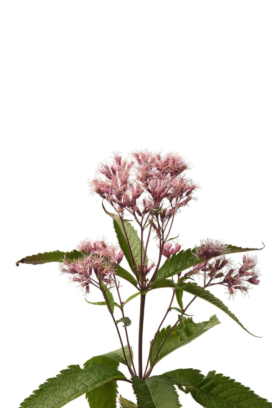 The Living Seed Company Rose | Swamp Milkweed Seeds - Asclepias incarnata