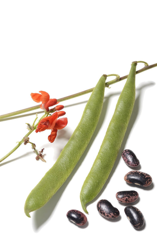 The Living Seed Company Scarlet Runner Bean - Phaseolus coccineus