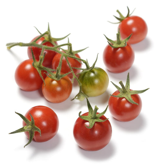 The Living Seed Company Sebastopol Tomato Seeds - Lycopersicum lycopersicum