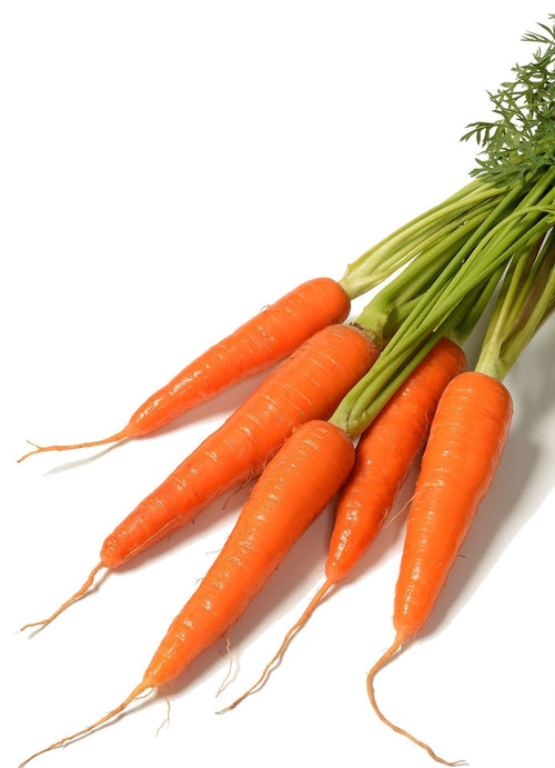 The Living Seed Company Shin Kuroda Carrot Seeds - Daucus carota
