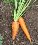 The Living Seed Company Shin Kuroda Carrot Seeds - Daucus carota, view 2