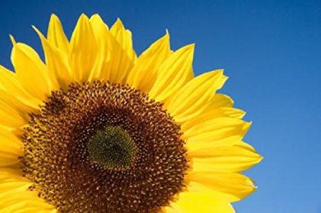 The Living Seed Company Organic Skyscraper Sunflower Seeds - Helianthus annuus