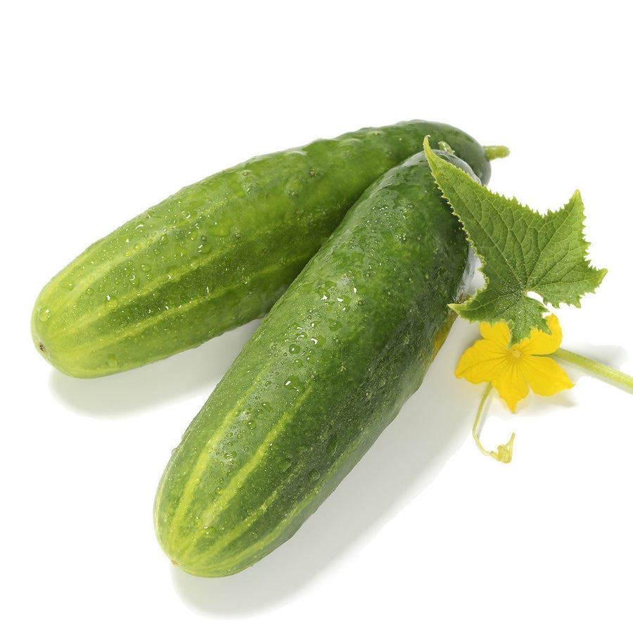 The Living Seed Company Organic Straight Eight Cucumber Seeds - Cucumis sativus
