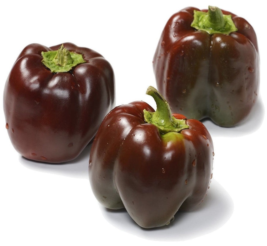 The Living Seed Company Sweet Chocolate Pepper - Capsicum annuum