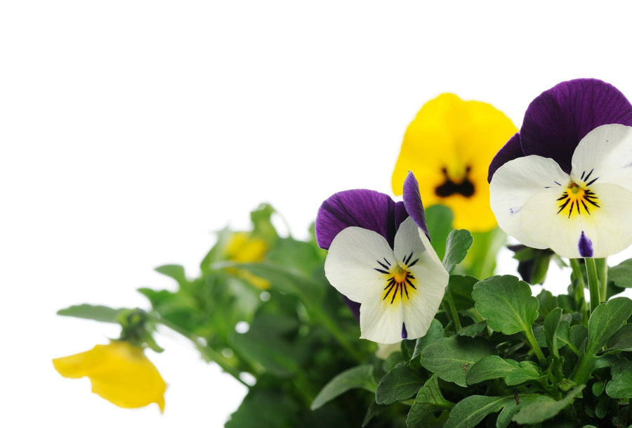 The Living Seed Company Swiss Giants Pansy - Viola wittrockiana