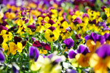 The Living Seed Company Swiss Giants Pansy - Viola wittrockiana, view 2