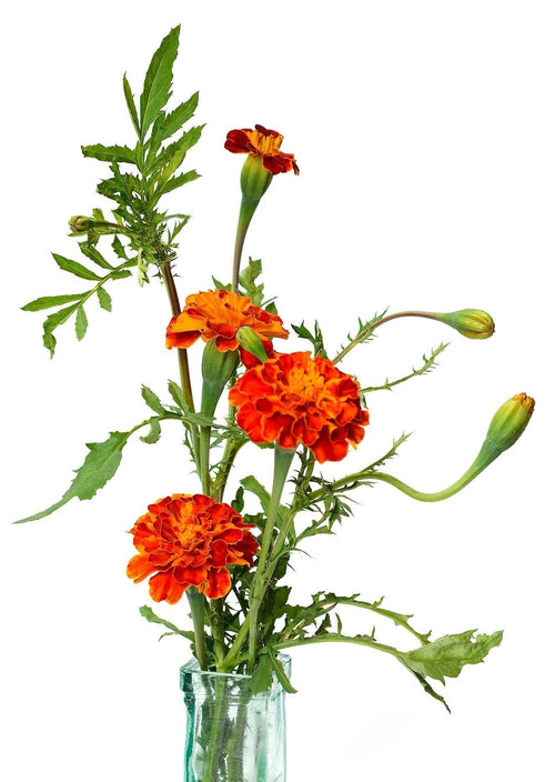 The Living Seed Company Tiger Eyes French Marigold Seeds - Tagetes patula