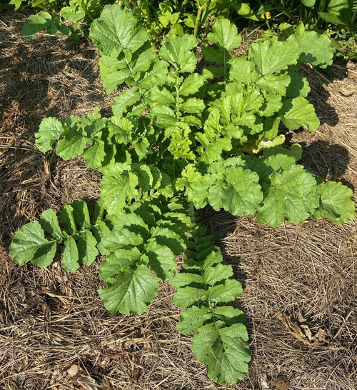 The Living Seed Company Organic Tillage Radish Seeds - Raphanus sativus