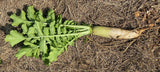 The Living Seed Company Organic Tillage Radish Seeds - Raphanus sativus, view 2