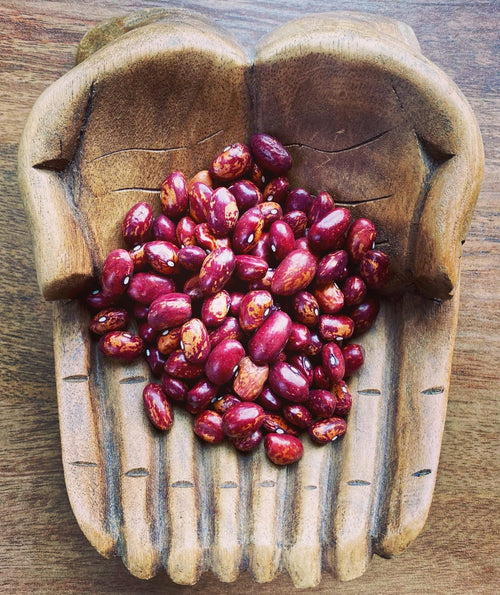 The Living Seed Company Organic, Non-GMO Whipple Bush Bean Seeds