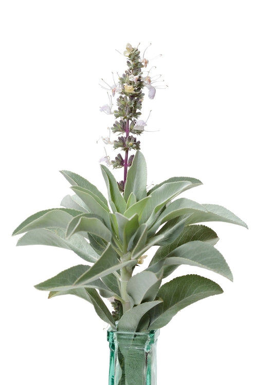 The Living Seed Company White Sage Seeds - Salvia apiana