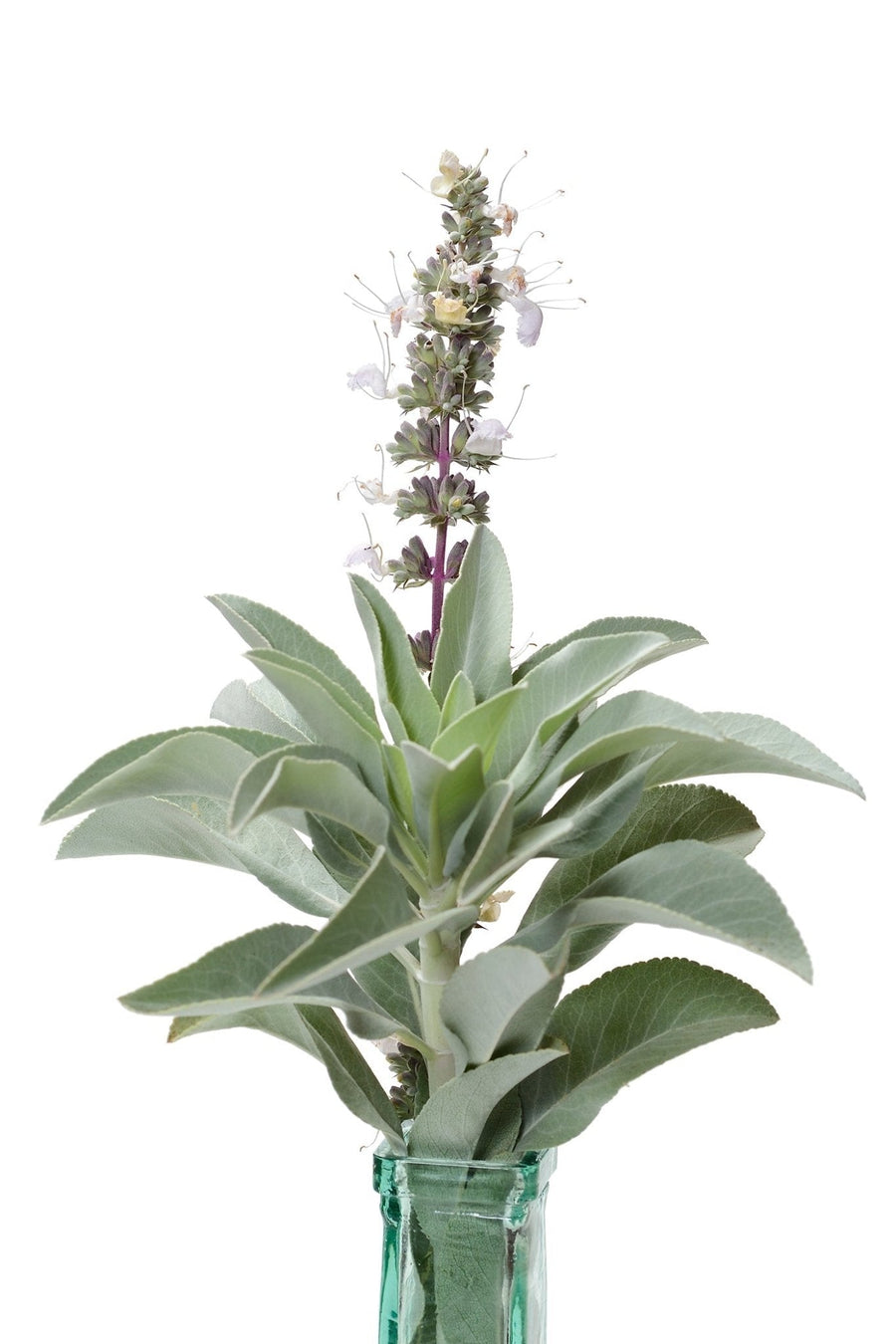The Living Seed Company White Sage Seeds - Salvia apiana