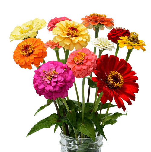 The Living Seed Company Zin Master Zinnia Seeds - Zinnia elegans
