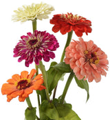 The Living Seed Company Zin Master Zinnia Seeds - Zinnia elegans, view 2