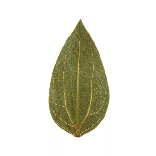 xTool Cinnamon Leaf for Engraving (10pcs)