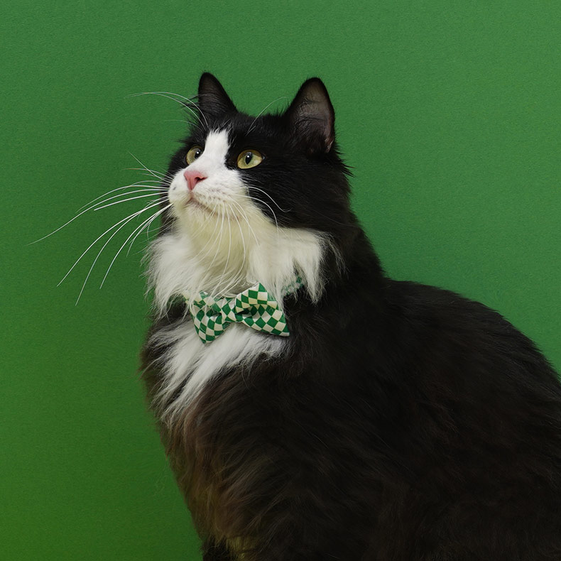 ZezeLife Checkerboard Cat Collar, view 3