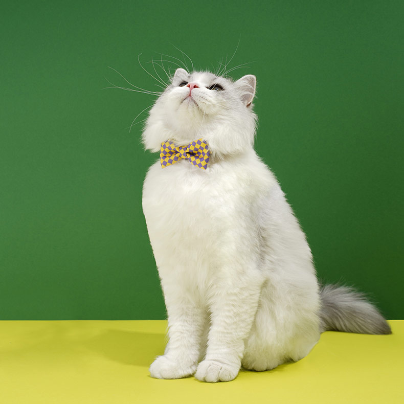 ZezeLife Checkerboard Cat Collar, view 4
