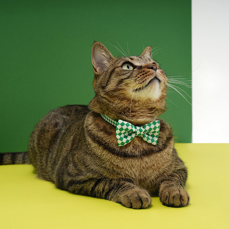 ZezeLife Checkerboard Cat Collar, view 6