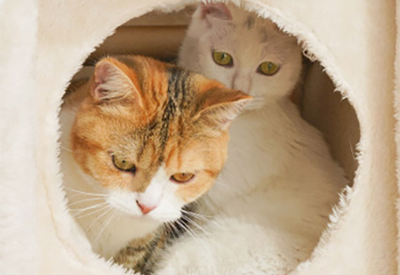 ZezeLife Cheese Hole Cat Tree, view 3